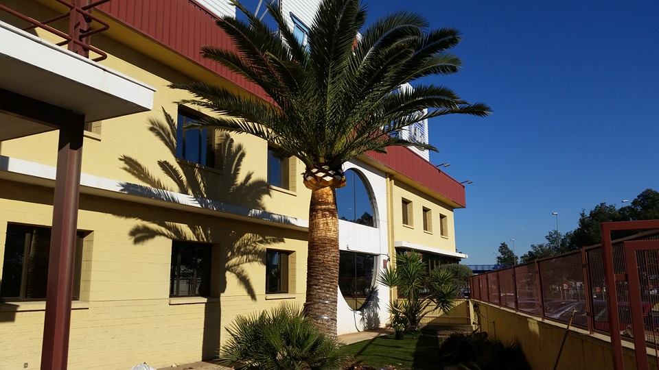 Palmera después de podar