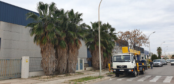 Camión cesta poda de palmera