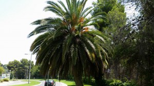 Palmera antes de podar