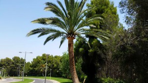 Palmera después de la poda